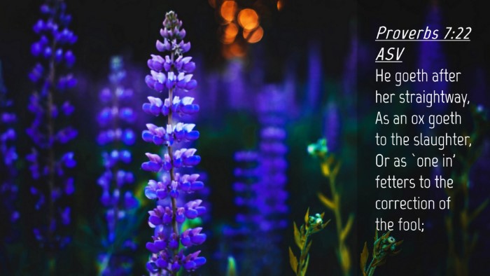 Picture 04 - Proverbs 7:22 ASV Desktop Wallpaper - He goeth after her straightway, As an ox goeth to - Desktop Bible Verse Wallpaper