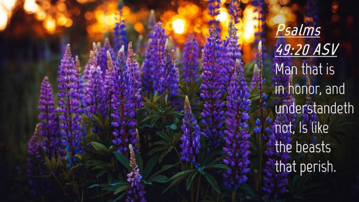 Picture 04 - Psalms 49:20 ASV Desktop Wallpaper - Man that is in honor, and understandeth not, Is - Desktop Bible Verse Wallpaper