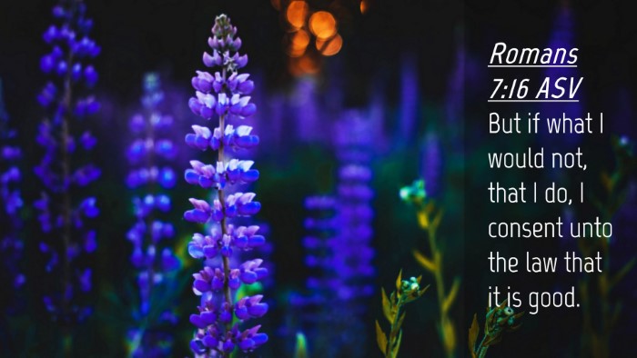 Picture 04 - Romans 7:16 ASV Desktop Wallpaper - But if what I would not, that I do, I consent - Desktop Bible Verse Wallpaper
