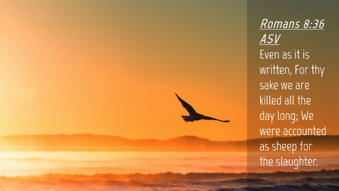 Picture 04 - Romans 8:36 ASV Desktop Wallpaper - Even as it is written, For thy sake we are killed - Desktop Bible Verse Wallpaper