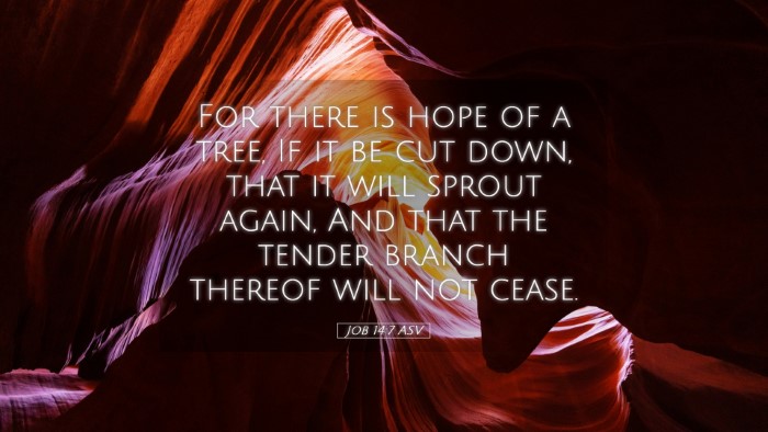 Picture 05 - Job 14:7 ASV Desktop Wallpaper - For there is hope of a tree, If it be cut down, - Desktop Bible Verse Wallpaper
