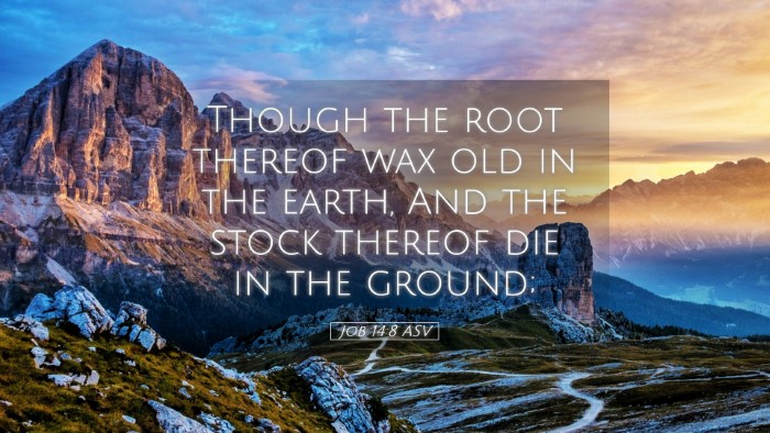Picture 05 - Job 14:8 ASV Desktop Wallpaper - Though the root thereof wax old in the earth, And - Desktop Bible Verse Wallpaper
