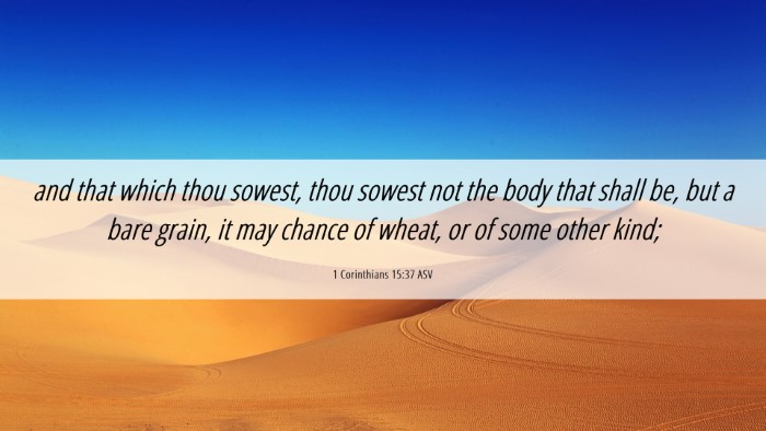 Picture 06 - 1 Corinthians 15:37 ASV Desktop Wallpaper - and that which thou sowest, thou sowest not the - Desktop Bible Verse Wallpaper