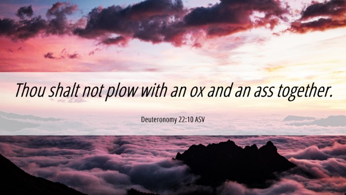 Picture 06 - Deuteronomy 22:10 ASV Desktop Wallpaper - Thou shalt not plow with an ox and an ass - Desktop Bible Verse Wallpaper