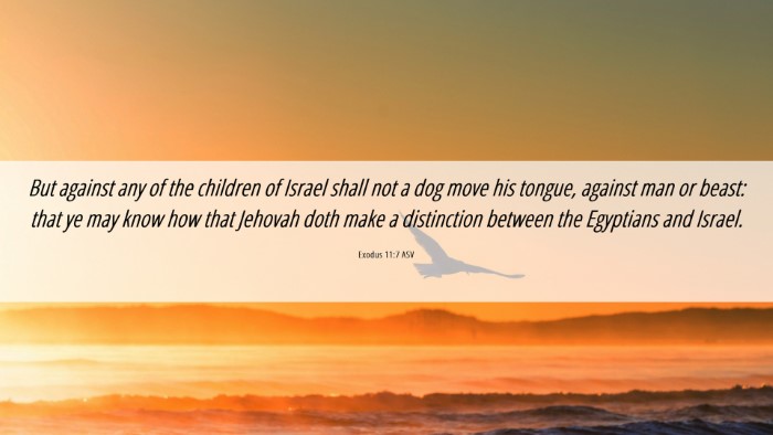 Picture 06 - Exodus 11:7 ASV Desktop Wallpaper - But against any of the children of Israel shall - Desktop Bible Verse Wallpaper