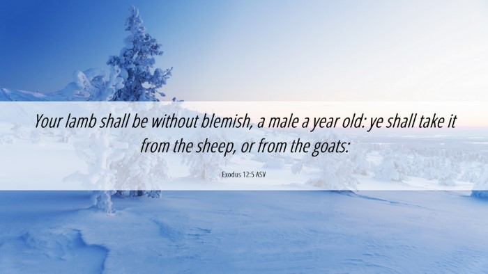 Picture 06 - Exodus 12:5 ASV Desktop Wallpaper - Your lamb shall be without blemish, a male a year - Desktop Bible Verse Wallpaper