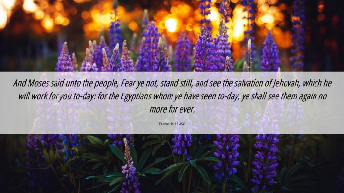 Picture 06 - Exodus 14:13 ASV Desktop Wallpaper - And Moses said unto the people, Fear ye not, - Desktop Bible Verse Wallpaper
