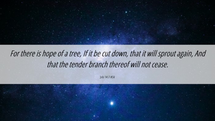 Picture 06 - Job 14:7 ASV Desktop Wallpaper - For there is hope of a tree, If it be cut down, - Desktop Bible Verse Wallpaper