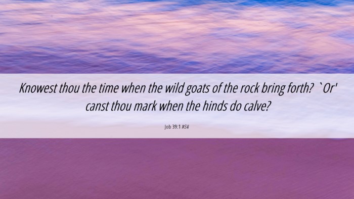 Picture 06 - Job 39:1 ASV Desktop Wallpaper - Knowest thou the time when the wild goats of the - Desktop Bible Verse Wallpaper