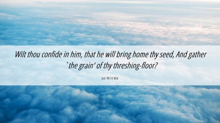 Picture 06 - Job 39:12 ASV Desktop Wallpaper - Wilt thou confide in him, that he will bring home - Desktop Bible Verse Wallpaper