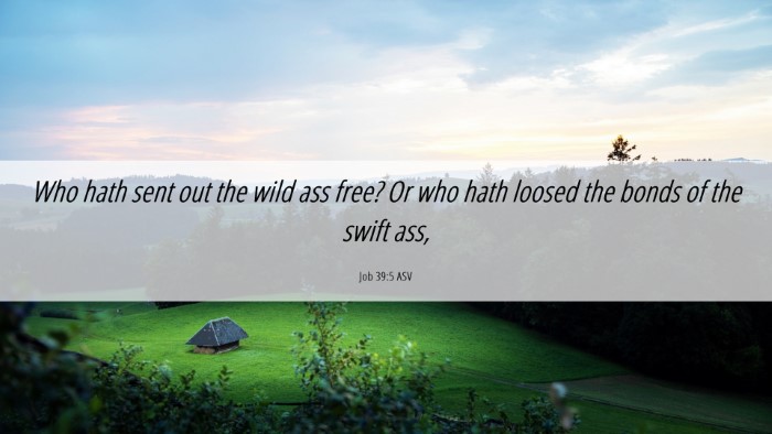 Picture 06 - Job 39:5 ASV Desktop Wallpaper - Who hath sent out the wild ass free? Or who hath - Desktop Bible Verse Wallpaper