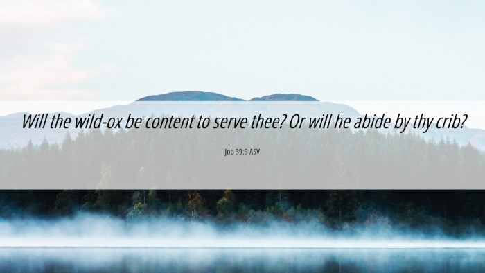 Picture 06 - Job 39:9 ASV Desktop Wallpaper - Will the wild-ox be content to serve thee? Or - Desktop Bible Verse Wallpaper
