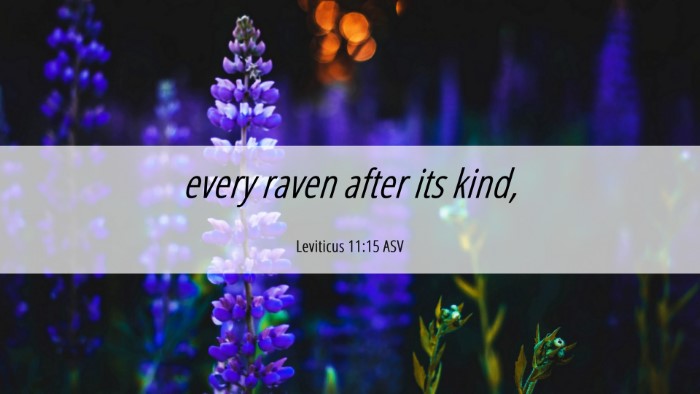 Picture 06 - Leviticus 11:15 ASV Desktop Wallpaper - every raven after its - Desktop Bible Verse Wallpaper