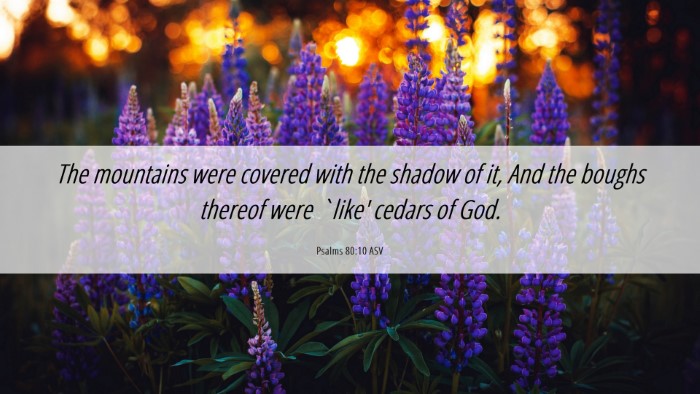 Picture 06 - Psalms 80:10 ASV Desktop Wallpaper - The mountains were covered with the shadow of it, - Desktop Bible Verse Wallpaper