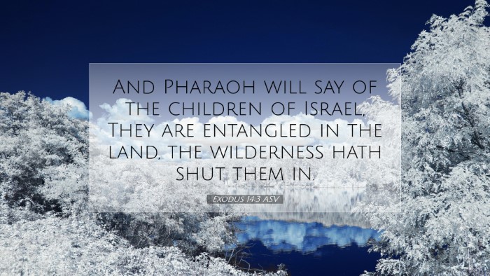 Picture 07 - Exodus 14:3 ASV Desktop Wallpaper - And Pharaoh will say of the children of Israel, - Desktop Bible Verse Wallpaper