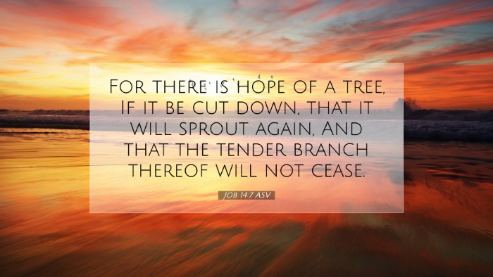 Picture 07 - Job 14:7 ASV Desktop Wallpaper - For there is hope of a tree, If it be cut down, - Desktop Bible Verse Wallpaper