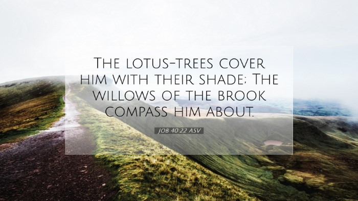 Picture 07 - Job 40:22 ASV Desktop Wallpaper - The lotus-trees cover him with their shade; The - Desktop Bible Verse Wallpaper