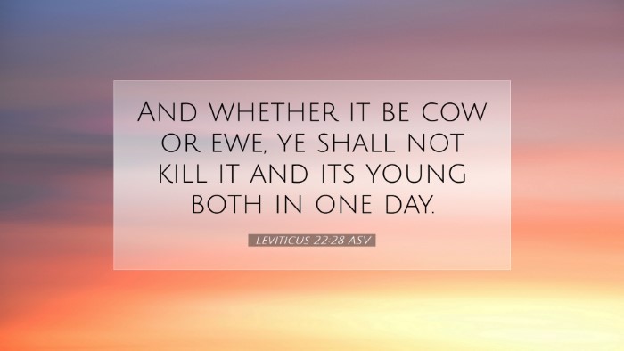 Picture 07 - Leviticus 22:28 ASV Desktop Wallpaper - And whether it be cow or ewe, ye shall not kill - Desktop Bible Verse Wallpaper