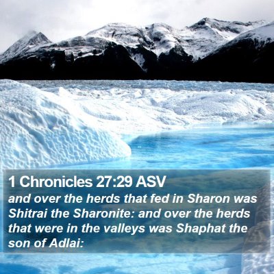 1 Chronicles 27:29 ASV Bible Verse Image