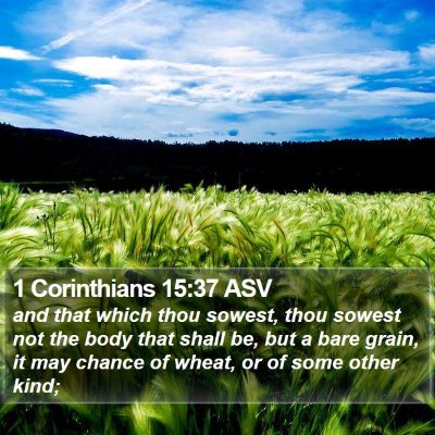 1 Corinthians 15:37 ASV Bible Verse Image