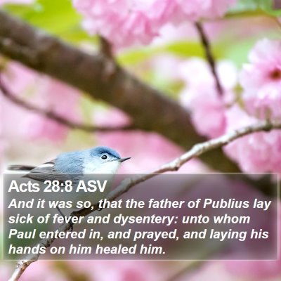 Acts 28:8 ASV Bible Verse Image