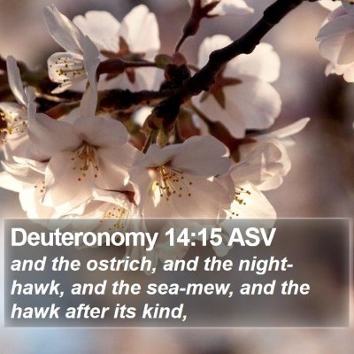 Deuteronomy 14:15 ASV Bible Verse Image