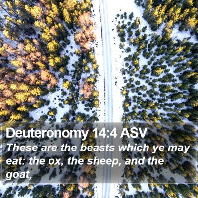 Deuteronomy 14:4 ASV Bible Verse Image