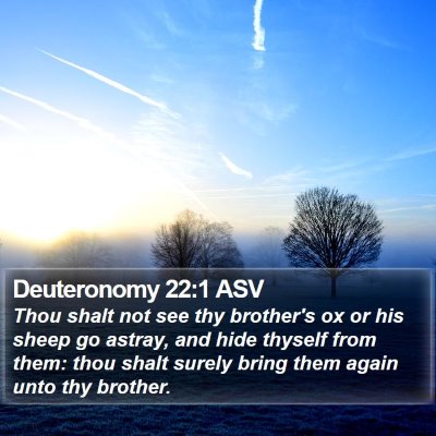 Deuteronomy 22:1 ASV Bible Verse Image