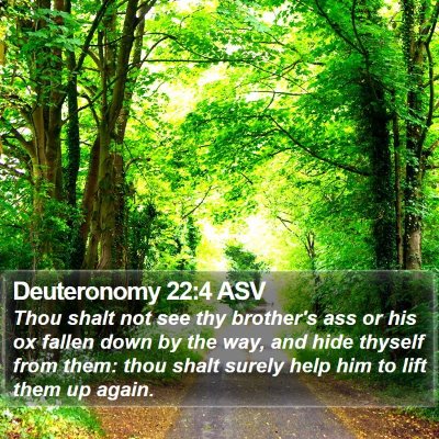 Deuteronomy 22:4 ASV Bible Verse Image