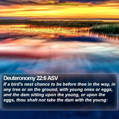 Deuteronomy 22:6 ASV Bible Verse Image