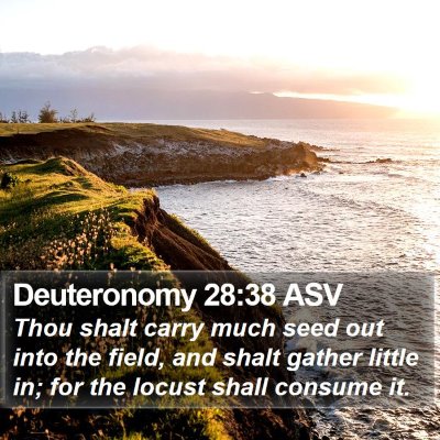 Deuteronomy 28:38 ASV Bible Verse Image