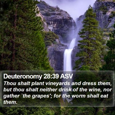 Deuteronomy 28:39 ASV Bible Verse Image