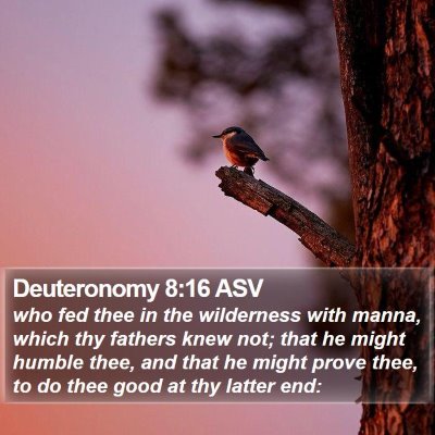 Deuteronomy 8:16 ASV Bible Verse Image