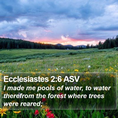 Ecclesiastes 2:6 ASV Bible Verse Image