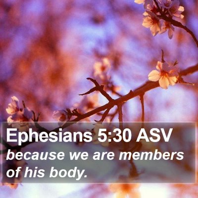 Ephesians 5:30 ASV Bible Verse Image