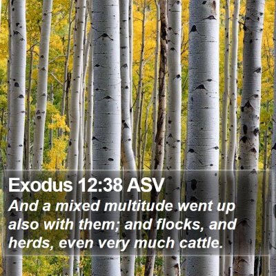 Exodus 12:38 ASV Bible Verse Image