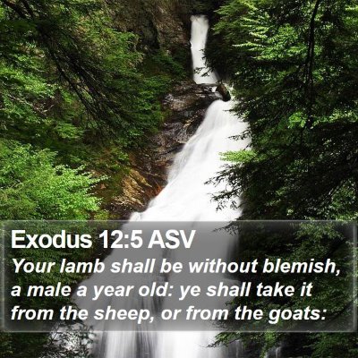 Exodus 12:5 ASV Bible Verse Image