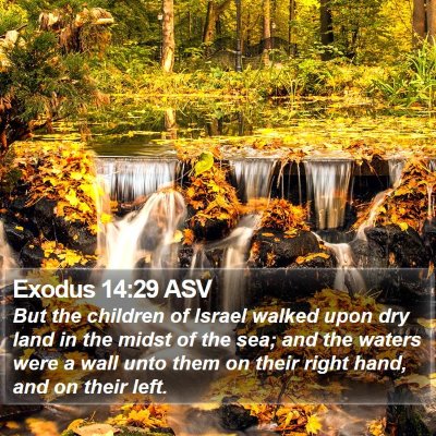 Exodus 14:29 ASV Bible Verse Image