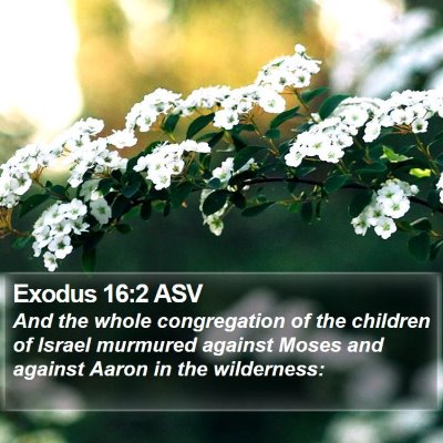 Exodus 16:2 ASV Bible Verse Image