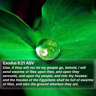 Exodus 8:21 ASV Bible Verse Image