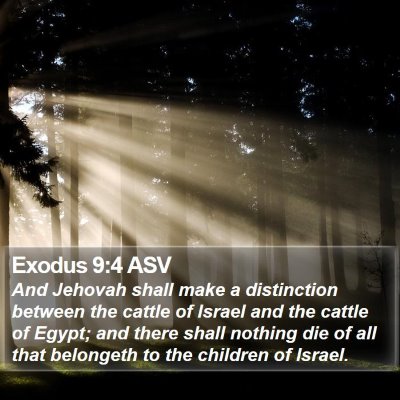 Exodus 9:4 ASV Bible Verse Image