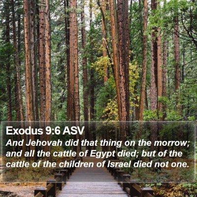 Exodus 9:6 ASV Bible Verse Image