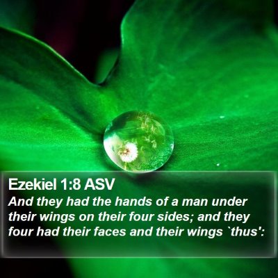 Ezekiel 1:8 ASV Bible Verse Image