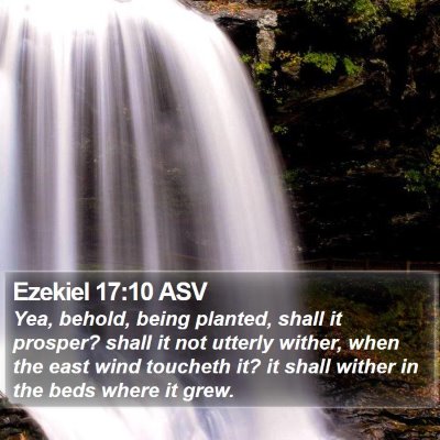 Ezekiel 17:10 ASV Bible Verse Image