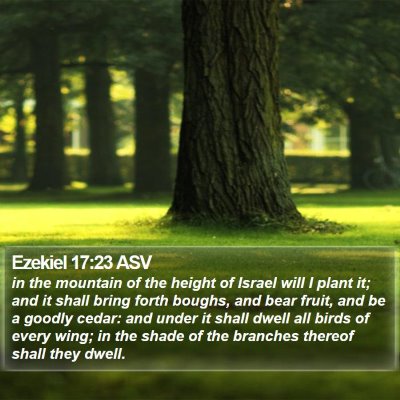 Ezekiel 17:23 ASV Bible Verse Image
