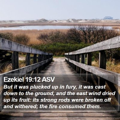 Ezekiel 19:12 ASV Bible Verse Image