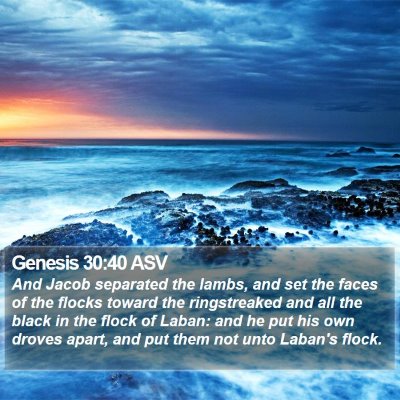 Genesis 30:40 ASV Bible Verse Image