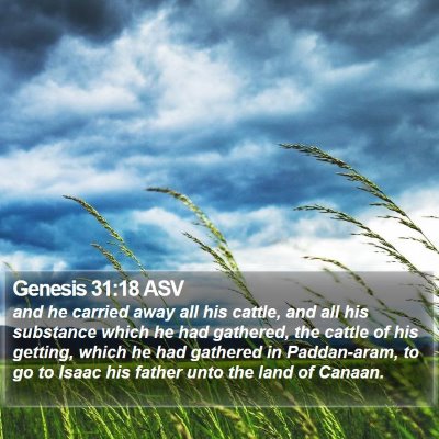 Genesis 31:18 ASV Bible Verse Image