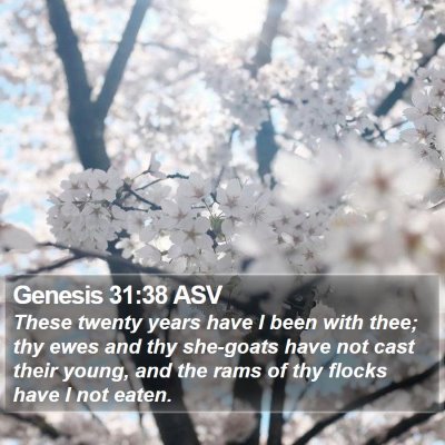 Genesis 31:38 ASV Bible Verse Image