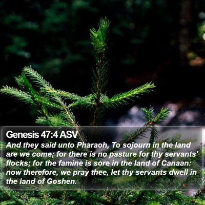 Genesis 47:4 ASV Bible Verse Image